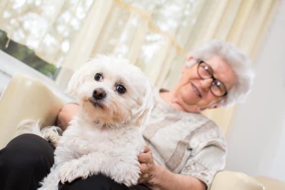 elderly woman holding a white dog in her lap royalty free