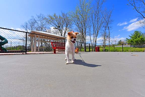 Pet Park with Agility Course at The Metropolitan, Lexington, 40517