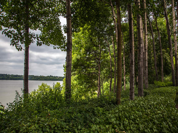 wooded area near the lake at Lake Susan Apartments in Chanhassen, MN