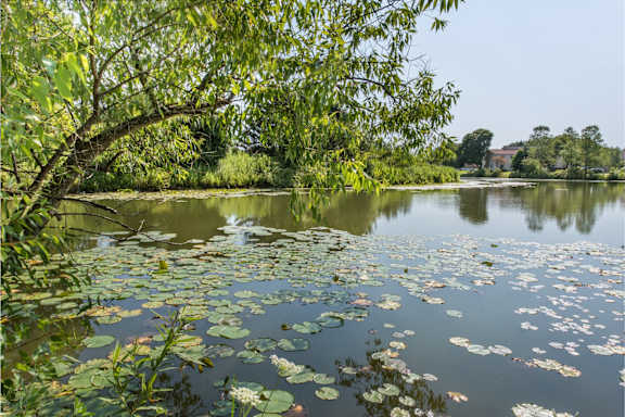 a pond with lily pads and a tree with a house in the background