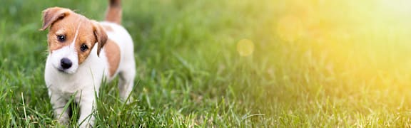 Cute puppy standing on green grass