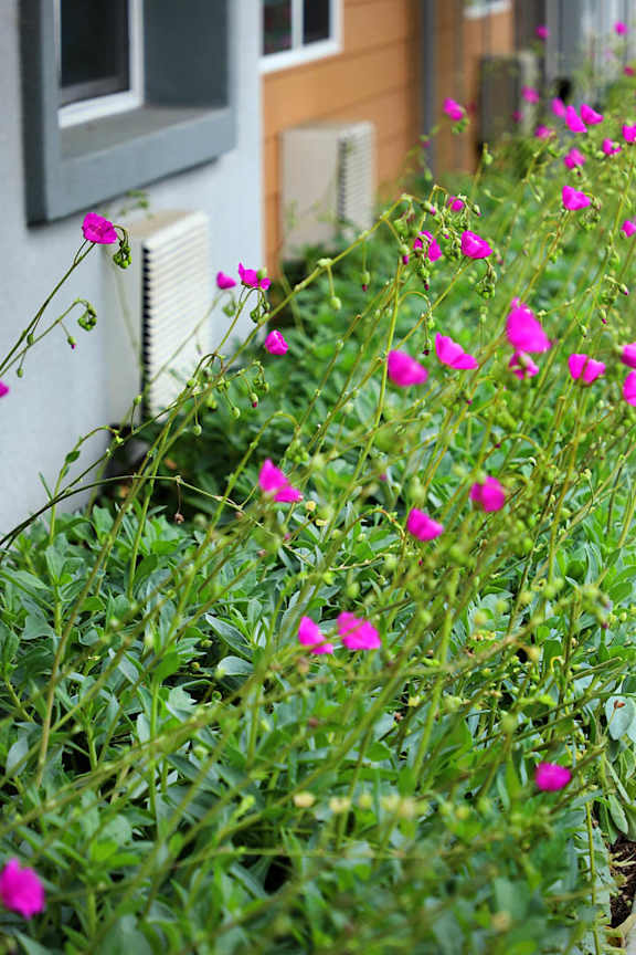 Pink flowers in a green bush.