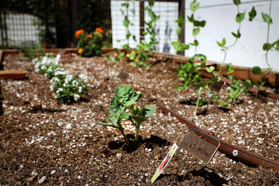A garden bed with a sign that says "Lettuce" in front of it.