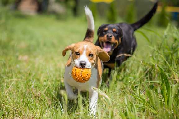 dogs running in park at The Mill at Chastain, Kennesaw