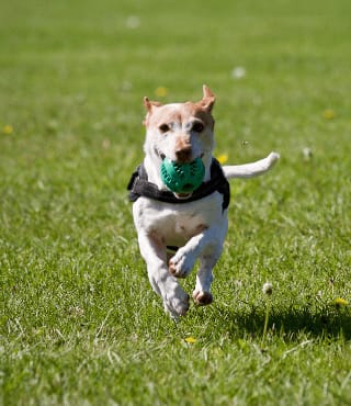 dog running with tennis ball at Creekside at Providence, Mt Juliet, Tennessee