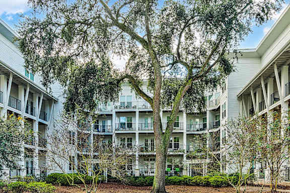 A tree in front of apartment buildings.