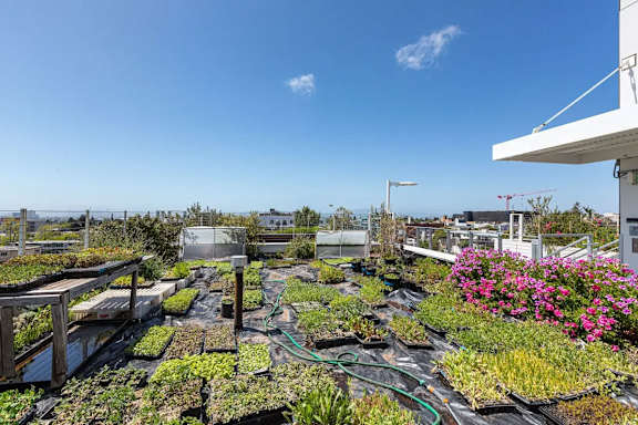A rooftop garden with a variety of plants and flowers.