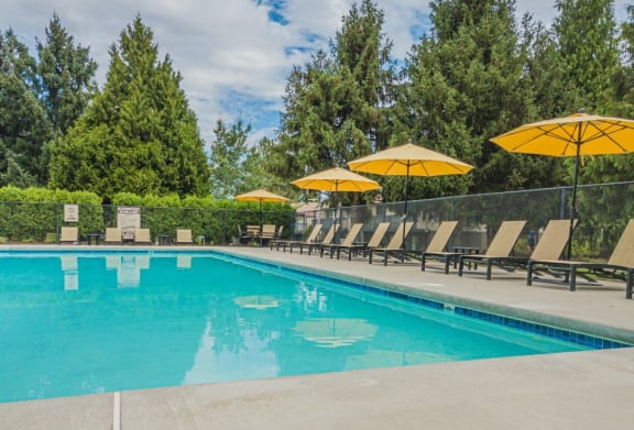 A large swimming pool with chairs and umbrellas surrounded by green trees at Cedarwood Apartments in Wenatchee.