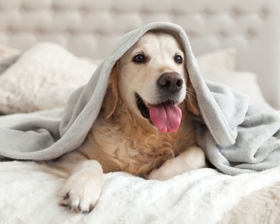A dog laying on a bed with a blanket on its head, pet friendly.at Sitka Heights, Fife, 98424