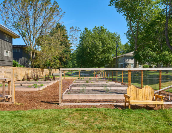 Community garden fenced in surrounded by grass and trees. Multiple planter boxes with vegetables.at Woodhaven, Washington