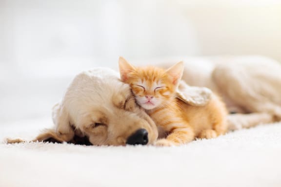 a dog and a cat sleeping on a bed at Cedarwood, Wenatchee, 98801