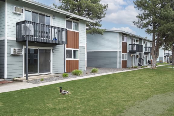 a duck walking in the grass in front of an apartment building  at Wildflower, Kennewick