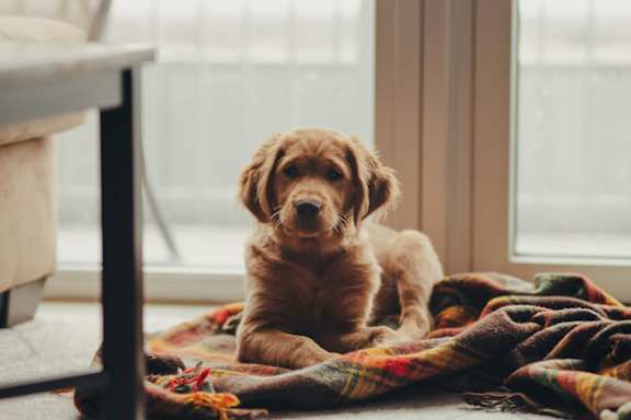 A small brown dog is sitting on a blanket by a window.