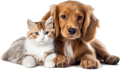 A cat and a dog are sitting next to each other.