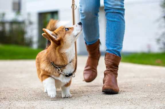 A small brown and white dog is walking on a leash held by a person wearing brown boots and blue jeans.
