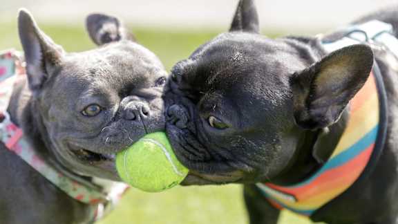 Two dogs playing with a tennis ball.