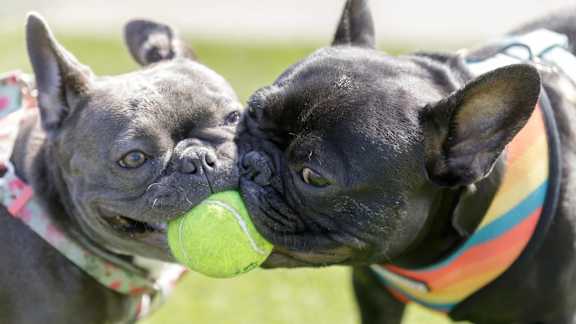 Two dogs playing with a tennis ball.