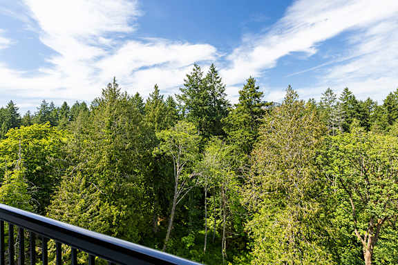 A forest of trees with a blue sky and clouds above.