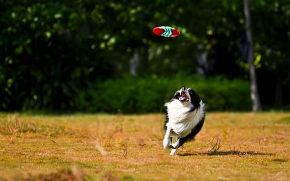 A dog is running after a frisbee in a field.