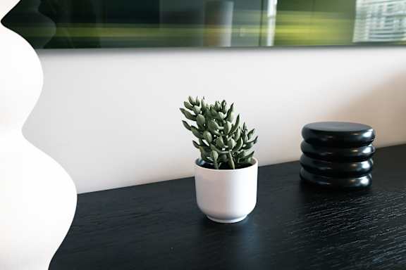 A small plant in a white pot sits on a black table.