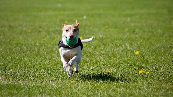 A dog is running with a green ball in its mouth.
