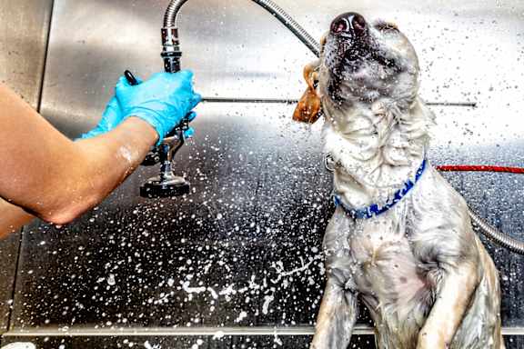 A dog is getting a bath in a sink at Life At Agora Apartments, Ohio