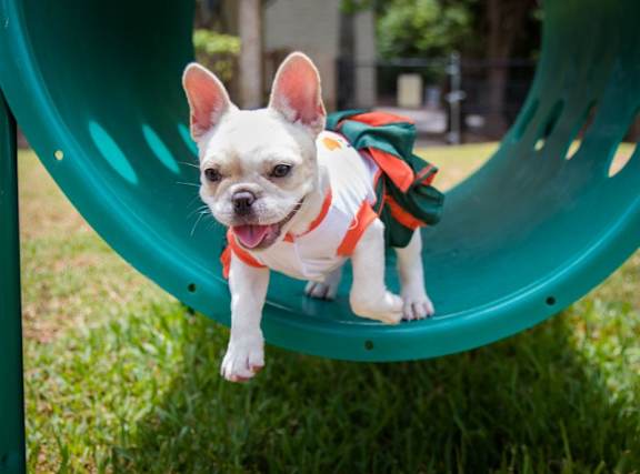 Dog Park