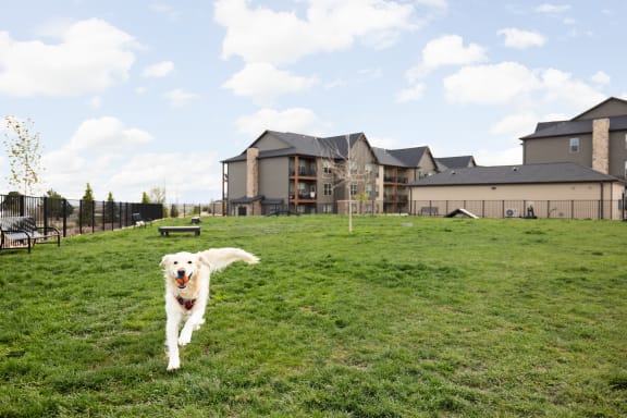 a dog running in a dog park at Apex apartments in Colorado Springs