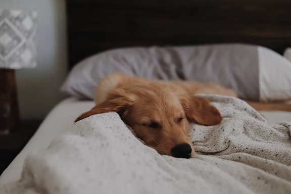 a dog sleeping on a bed under a blanket at Raymond Block, Alberta