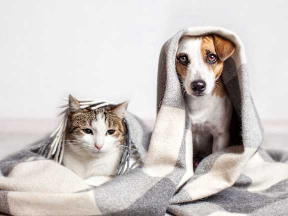 Cat and dog under cozy blanket at Mac and Mullen Apartments, Edmonton