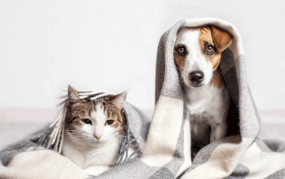 A cat and a dog are snuggled up together under a blanket.at Latitude 49 Townhomes, Winnipeg, MB R3X 0M1