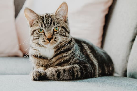 a tabby cat laying on a couch at Raymond Block, Alberta, T6E 3R7