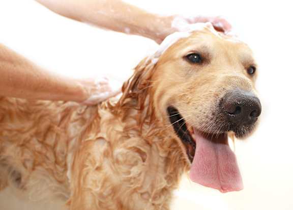 Golden retriever getting a bath with soap at Mac and Mullen Apartments, Alberta