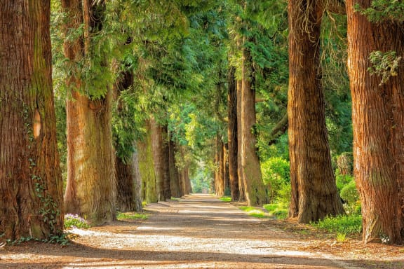 Tree-lined Running Trail