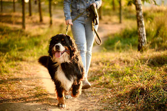 A woman walking a dog on a leash in a wooded area.
