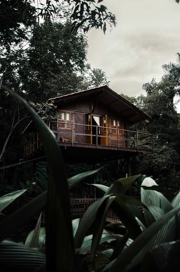 A wooden house is surrounded by green plants.