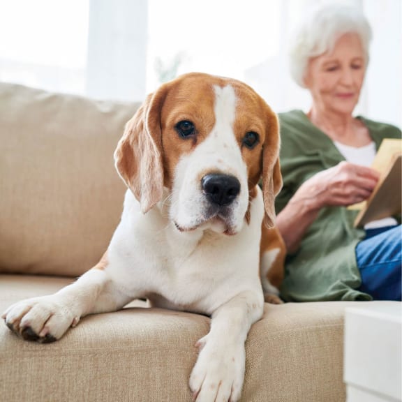 a dog laying on a couch with a resident reading a book