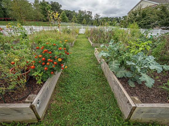 Community Garden at New Britain, Pennsylvania, 18914