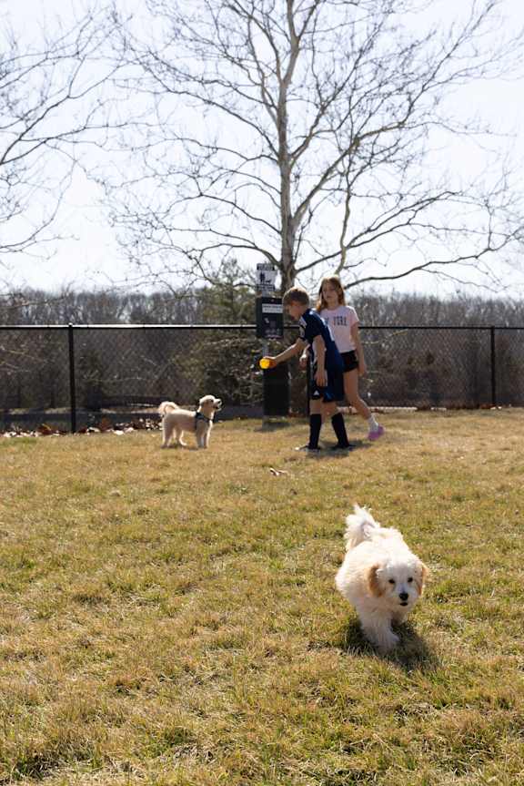 two dogs and two people playing in a field at The Residences at Tesson Ridge, Saint Louis, 63128