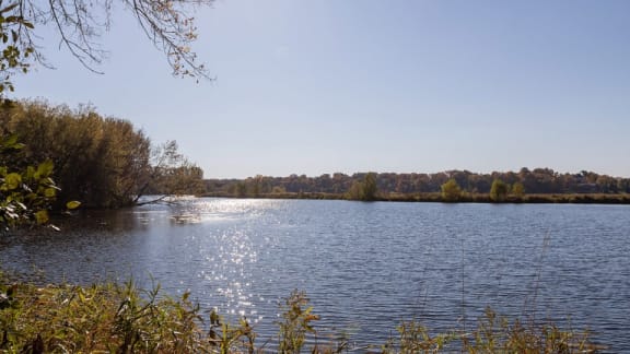 A body of water surrounded by trees and bushes.