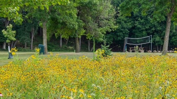 A field of yellow flowers with a green trash can and a picnic table in the background.