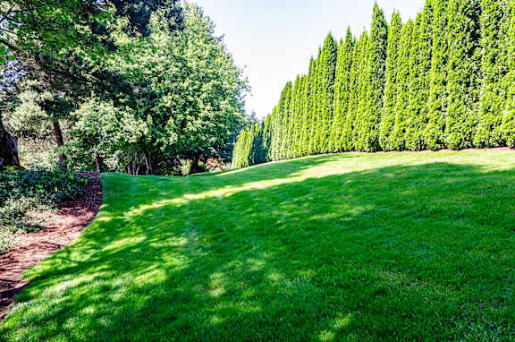 a lush green lawn with trees in the background