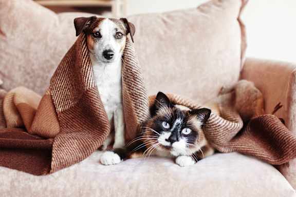 a dog and a cat wrapped in blankets on a couch