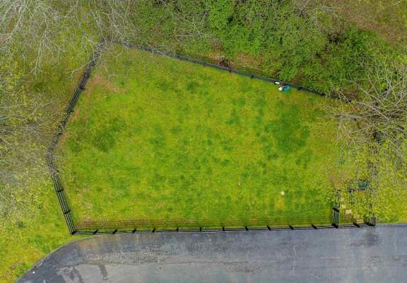 A green field with a fence and a tree.