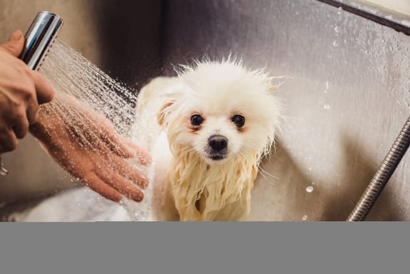a small white dog is being washed by its owner