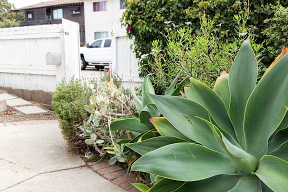 a garden of succulents and other plants on a sidewalk