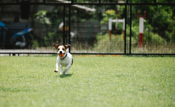 Dog Running at Clove Apartments, Omaha, NE, 68114