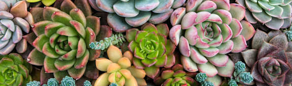 A collection of succulent plants with various shades of green and pink.
