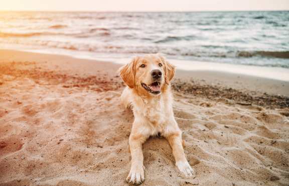 A golden retriever dog is sitting on the beach at sunset.at Hamilton Courtyard Apartments, Costa Mesa, 92627