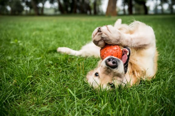 a dog laying in the grass playing with a ball